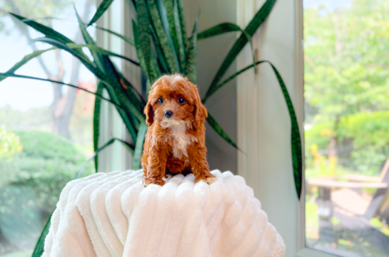 Cavapoo Puppy for Adoption