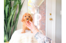 Cavapoo Pup Being Cute