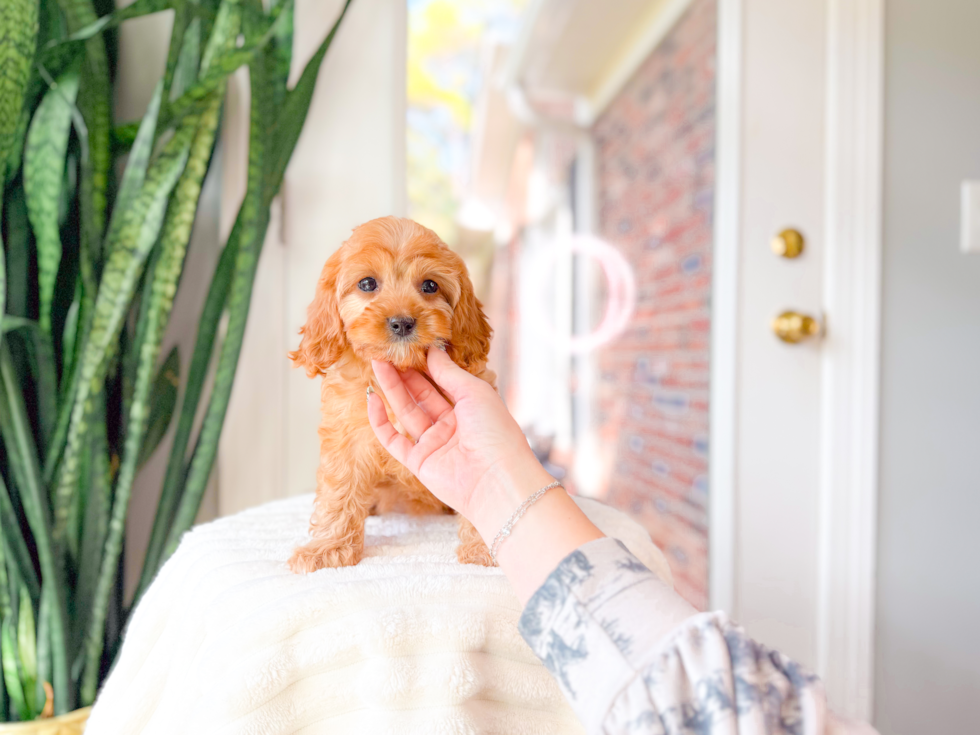 Cavapoo Pup Being Cute