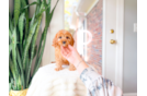Best Cavapoo Baby