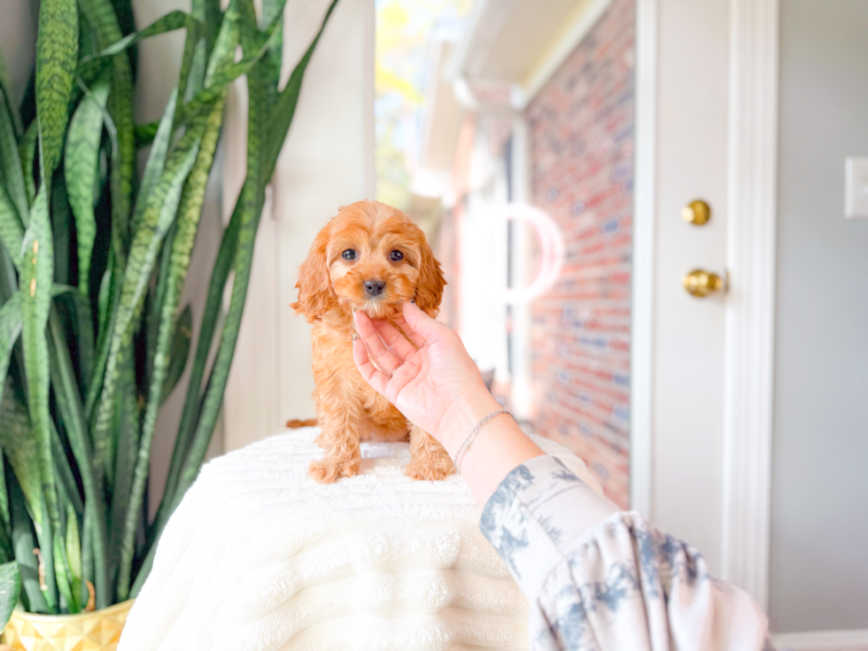 Best Cavapoo Baby
