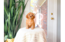 Cavapoo Puppy for Adoption