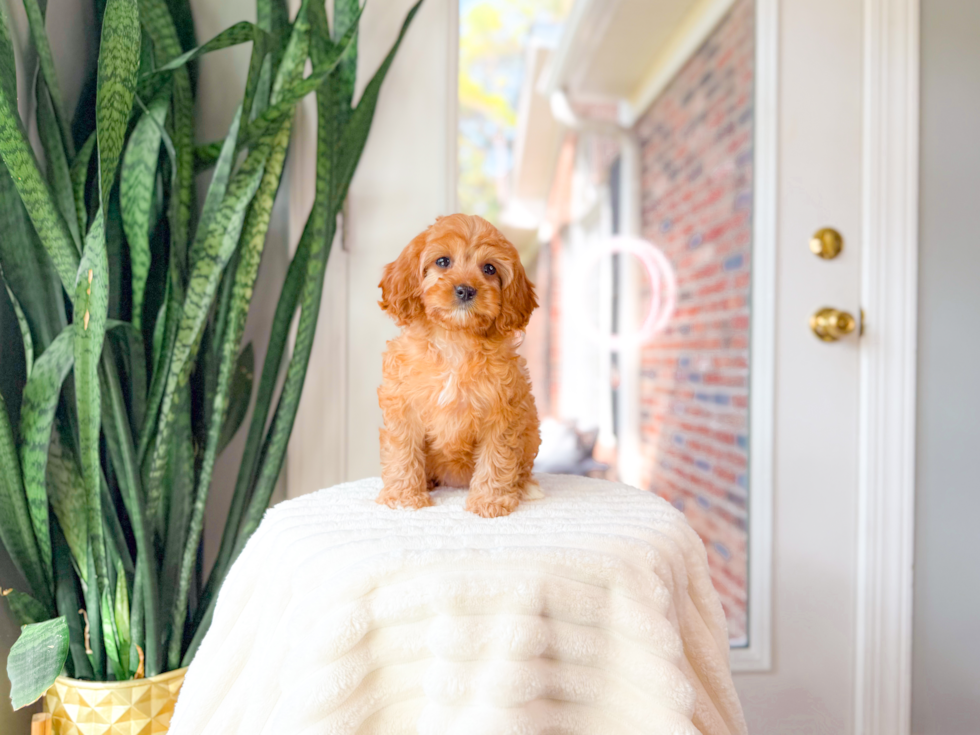 Cavapoo Puppy for Adoption