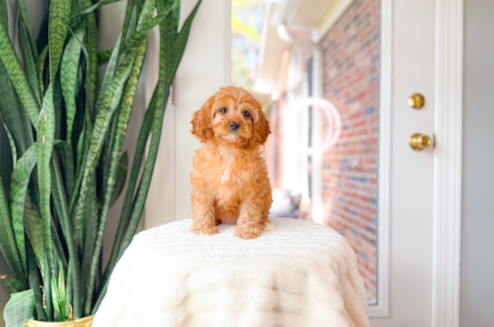 Cavapoo Puppy for Adoption