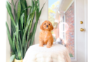 Cute Cavapoo Poodle Mix Pup