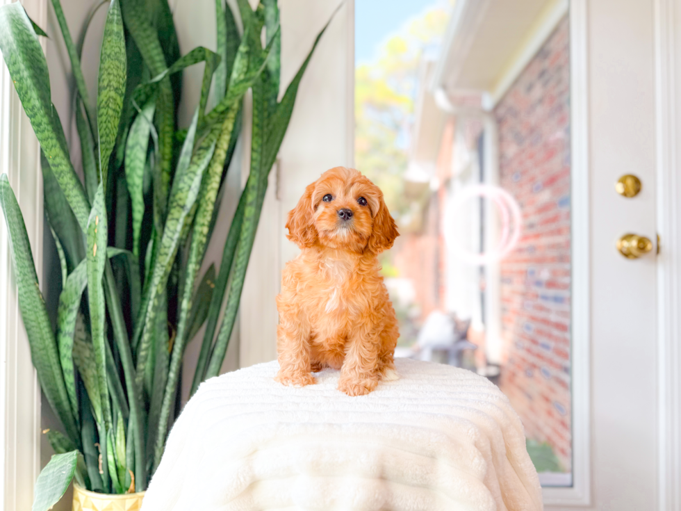 Cute Cavapoo Poodle Mix Pup