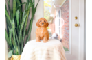 Cute Cavalier King Charles Spaniel and Poodle Mix Poodle Mix Puppy