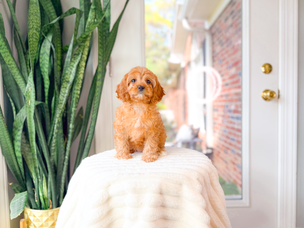 Cute Cavalier King Charles Spaniel and Poodle Mix Poodle Mix Puppy