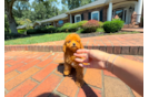 Cute Cavadoodle Poodle Mix Puppy