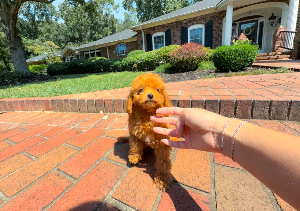 Cute Cavadoodle Poodle Mix Puppy