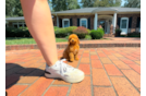 Cute Cavadoodle Poodle Mix Puppy