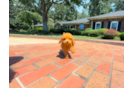 Cavapoo Pup Being Cute