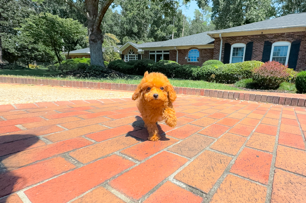 10 week old Cavapoo Puppy For Sale - Simply Southern Pups