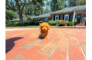 Cute Cavapoo Baby
