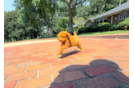 Best Cavapoo Baby