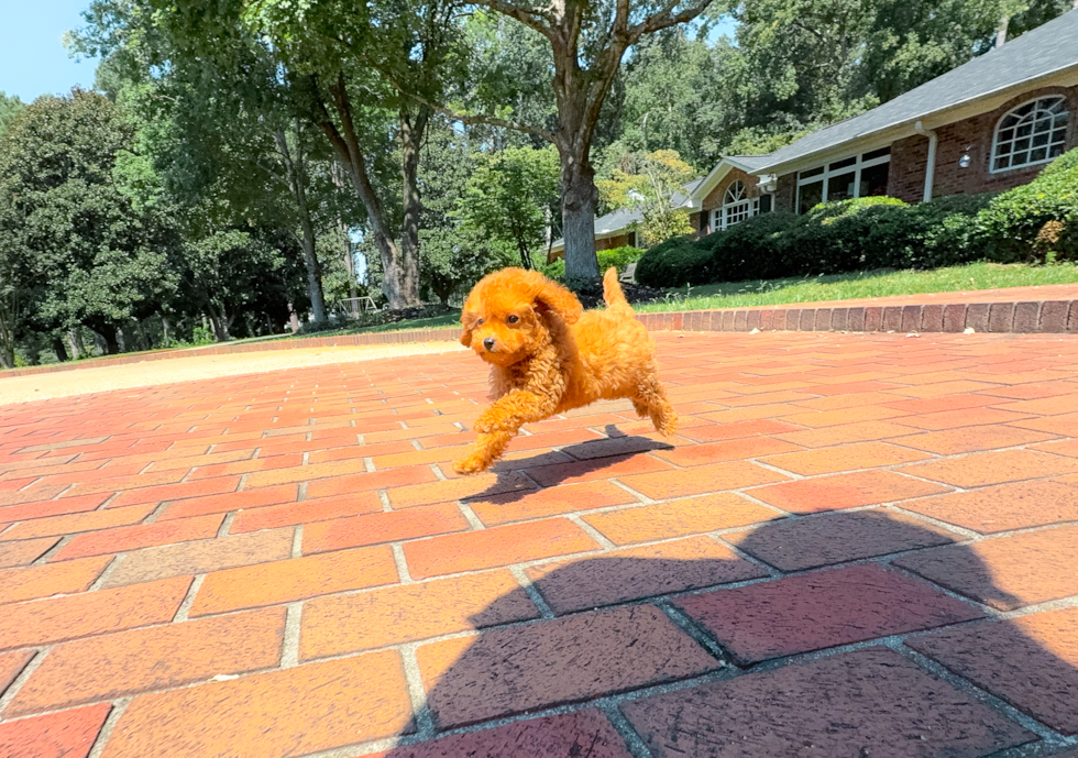 Best Cavapoo Baby