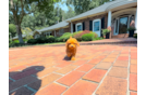 Cute Cavapoo Poodle Mix Pup