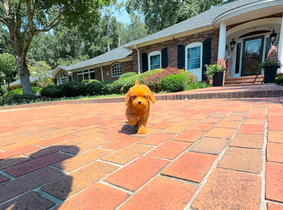 Cute Cavapoo Poodle Mix Pup
