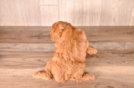 Cavapoo Puppy for Adoption