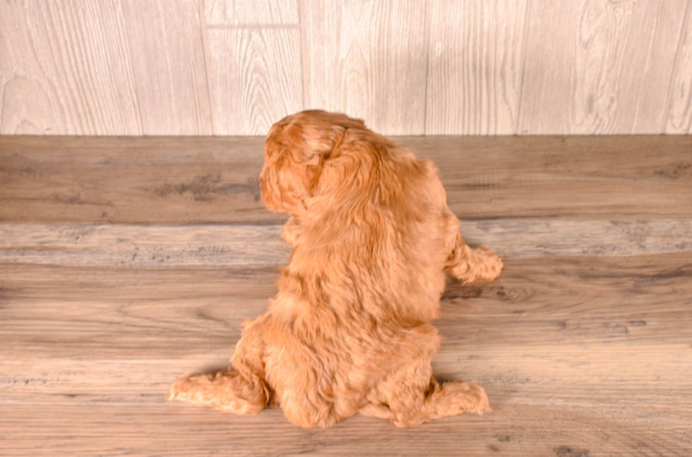 Cavapoo Puppy for Adoption
