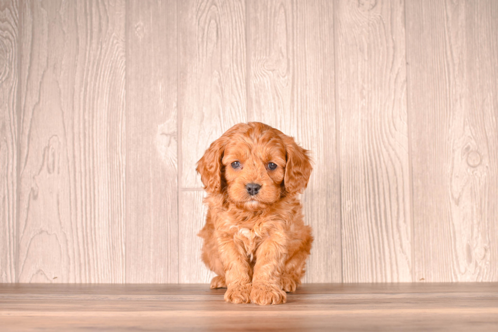 Cute Cavapoo Baby