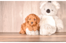 Cute Cavapoodle Poodle Mix Puppy