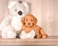 8 week old Cavapoo Puppy For Sale - Simply Southern Pups