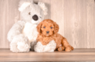 Best Cavapoo Baby