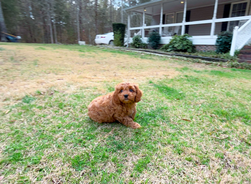 Cavapoo Puppy for Adoption