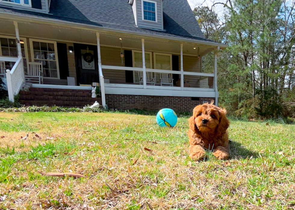 Cute Cavoodle Poodle Mix Puppy