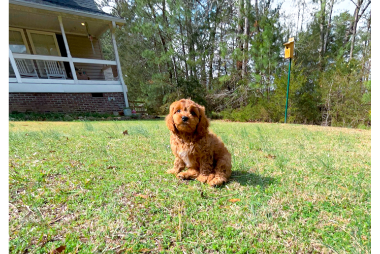 Cute Cavapoo Poodle Mix Pup