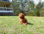 9 week old Cavapoo Puppy For Sale - Simply Southern Pups