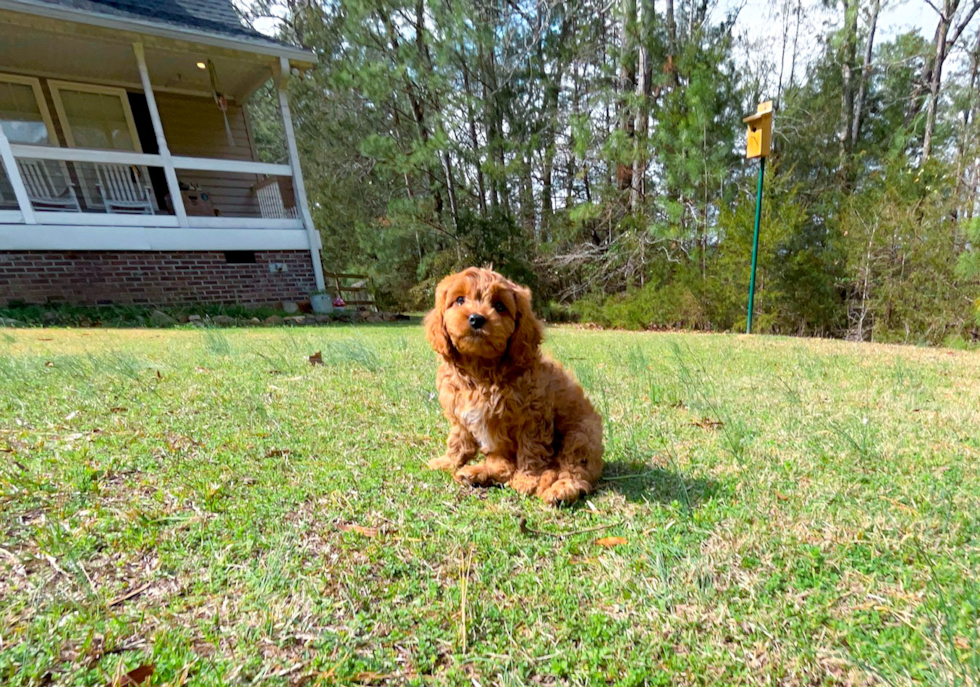 Cute Cavapoo Poodle Mix Pup