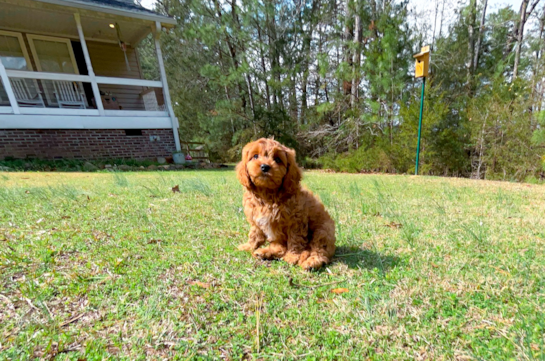Cute Cavapoo Poodle Mix Pup