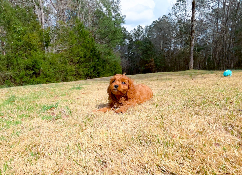Best Cavapoo Baby