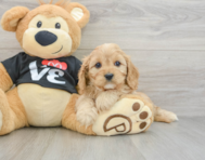 9 week old Cavapoo Puppy For Sale - Simply Southern Pups
