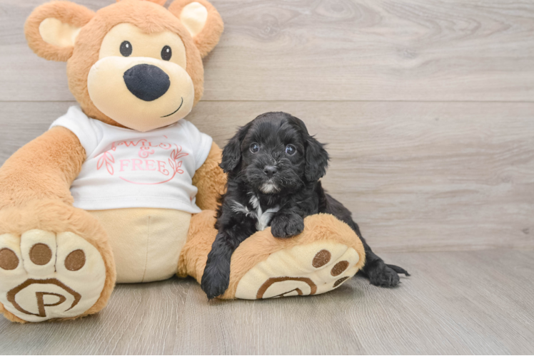 Smart Cavapoo Poodle Mix Pup