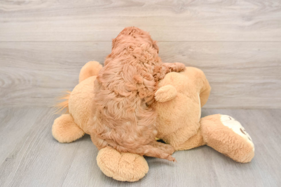 Cavapoo Puppy for Adoption