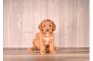 Cute Cavapoo Poodle Mix Pup