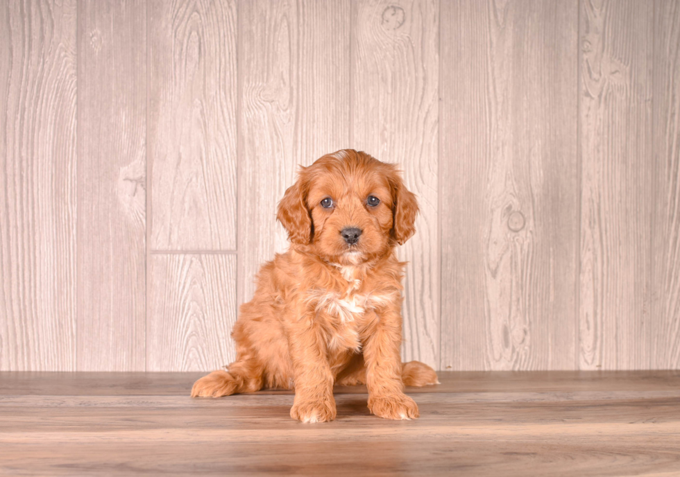 Cute Cavapoo Poodle Mix Pup