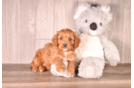 Best Cavapoo Baby