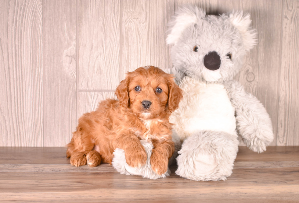 Best Cavapoo Baby