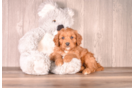 Best Cavapoo Baby