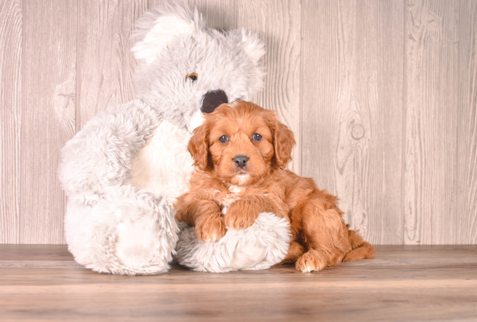 Best Cavapoo Baby