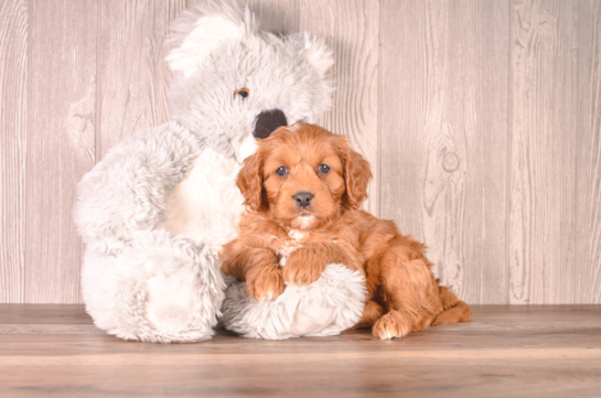 Best Cavapoo Baby