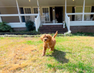 9 week old Cavapoo Puppy For Sale - Simply Southern Pups