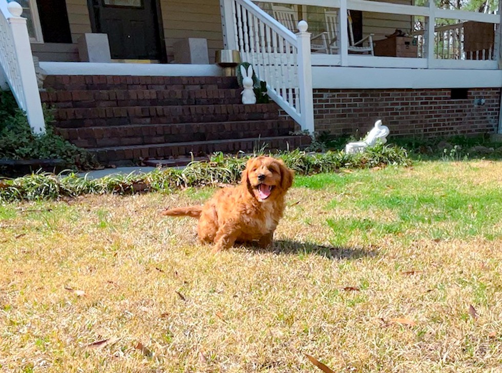 Cute Cavadoodle Poodle Mix Puppy