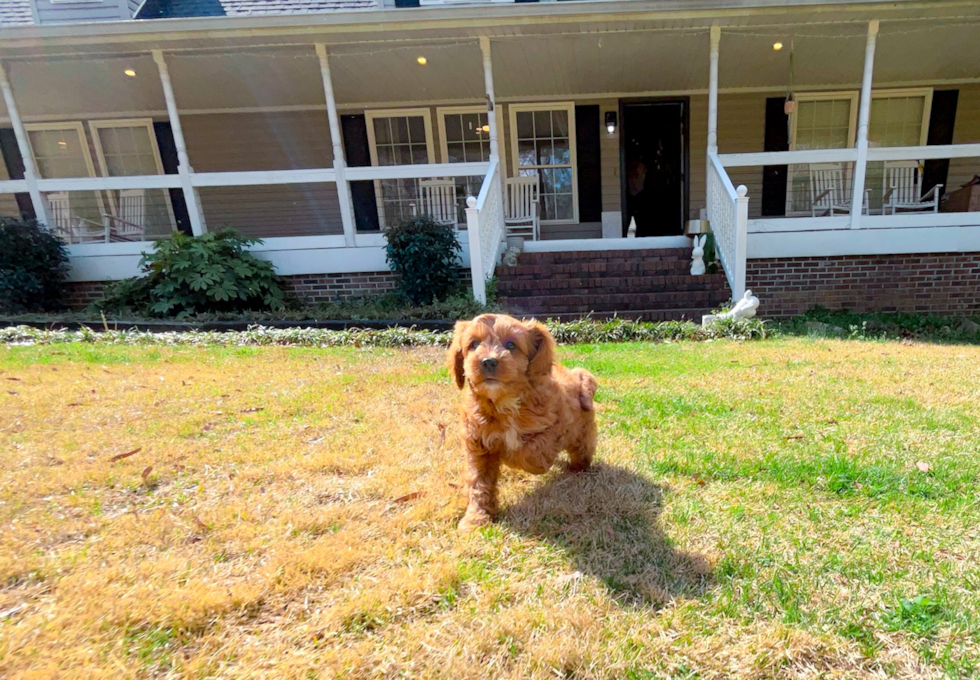 Cavapoo Pup Being Cute