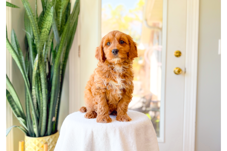 Best Cavapoo Baby