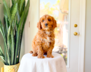 9 week old Cavapoo Puppy For Sale - Simply Southern Pups